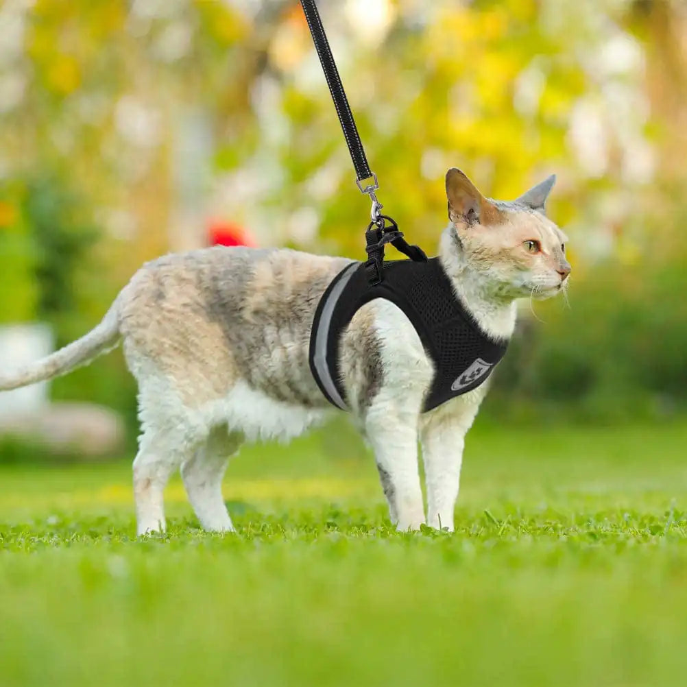 Pet Luxe Market™ Cozy Cat Pet Harness and Leash - Pet Luxe Market