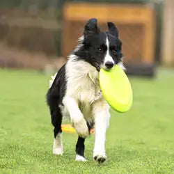 Pet Luxe Market™ Dog Rubber Flying Disc - Pet Luxe Market