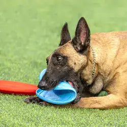 Pet Luxe Market™ Dog Rubber Flying Disc - Pet Luxe Market